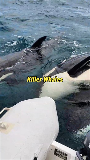 Killer Whale's Pod Dynamics #facts #nature #orca