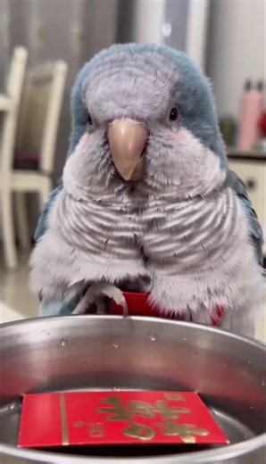 New Year's Ender: Recycle Your Red Envelopes! LuckyMoneyRecycle