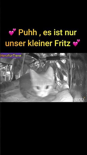 Outdoor Katzenhaus von HerzfürTiere