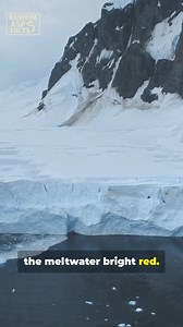4.1K views · 47 reactions | Antarctica has blood-red waterfalls — not horror, just iron-rich saltwater turning the glacier scarlet. 喝 Nature really loves drama. #FunFact #ChaoticFacts #ScienceIsWild #DidYouKnow | RandomaspFacts | Facebook