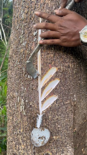 Fresh sap harvesting from the tree 🌍#natureshorts #bushcraft #satisfying #forestlife