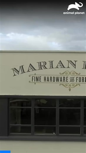 14K views · 97 reactions | Antonio prueba un espacio para desechar baba de mastín y alimentar al chihuahua ☝ #Guaridasconestilo Disfruta el contenido de Discovery en #HBOMax Suscríbete ahora: https://bit.ly/MAX-AnimalPlanetLa | Animal Planet Latinoamérica | Facebook