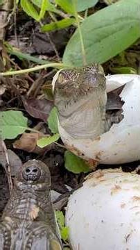 Gatorland Super Bowl 2026! #gatorland #superbowl ##shortsfeed