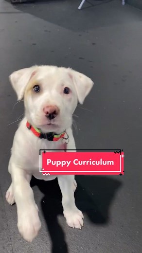 #puppyschool #puppytraining #puppies #IFeelWeightless #ChipsGotTalent