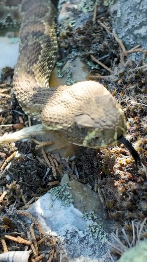 11K views · 301 reactions | As fall settles into the foothills,...