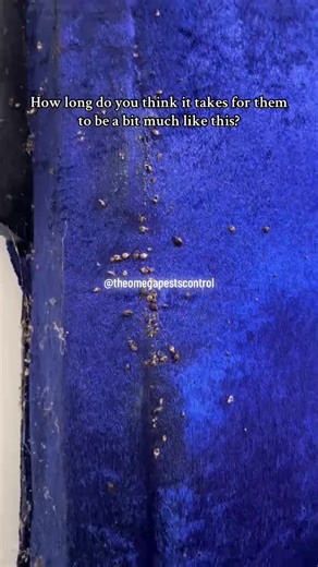 Effective Bedbug Control Solutions