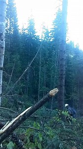37K views · 280 reactions | Feeling a tree | Forestry Equipment in Action | Facebook