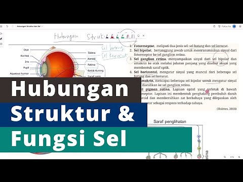 Relationship between Cell Structure and Function