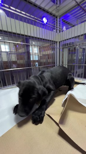 19K views · 746 reactions | Labrador mix Maggie (#LA6030) is such a...