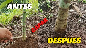 Resultado de Capar una Planta de papaya Fertilizante Para Crecimiento y Desarrollo de raíces | Siembra y cosecha