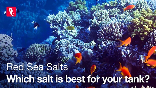 Choosing the salt that is right for your aquarium is the key to your success. Both Red Sea Salt and Coral Pro Salt are premium reef mixes, so which one should you use? - What makes Red Sea Salts premium? - Alkalinity of 8 or 12 dKH? How to decide what’s good for your corals? - Is it possible to achieve both vivid colors and amazing growth at the same time? If you’re looking for answers - this is the video for you. To easily achieve your reefing goals we created "MyRecipe™ wizard" which recommend