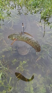 Amzing snakehead fishing idea #fish #fishing #fishingtechnique | Fishing is Life