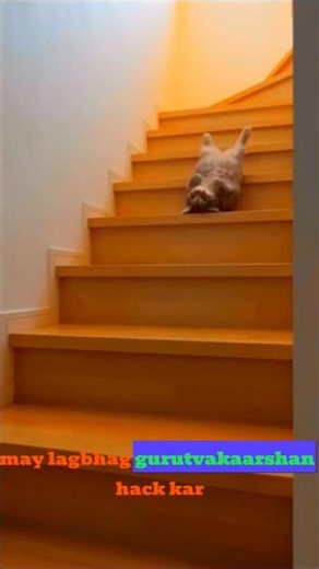 Can cats fly? #bublagem