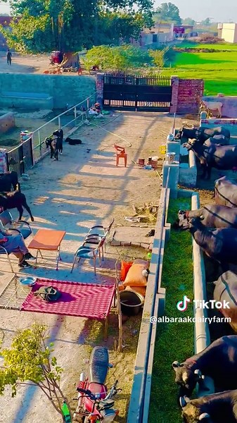 #پنجاب_دے_رنگ #سوہنا_پنجاب #BlackGold #Buffalos #milking #Farm #pakistanddairy #albaraakdairyandcattlefarm🐃