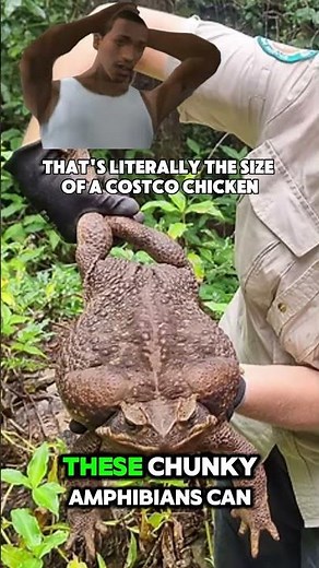 Straight out of your nightmares💀😂🤣 #frogs