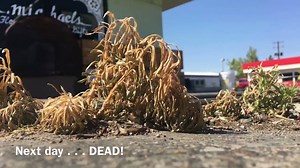 11K views · 104 reactions | More horticultural vinegar organic herbicide is in stock now! 1 gallon and 2.5 gallon sizes. The weather is perfect! High temperatures mean weeds will die fast and hard! Buy local and save… Our price is cheaper than Walmart or Amazon  #groworganic #shoplocal #organicherbicide #organicweedcontrol #horticulturalvinegar #northendorganicnursery | North End Organic Nursery | Facebook