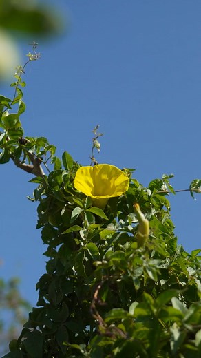 5.8K views · 60 reactions | Designed by Tiger Woods, El Cardonal invites players to think strategically and play boldly across dramatic elevations and panoramic views — the perfect stage for the World Wide Technology Championship. | Legacy Club | Facebook