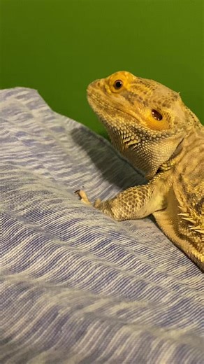 HES SO CUTE!!!#meme #beardeddragon #funny #clyde #lizard