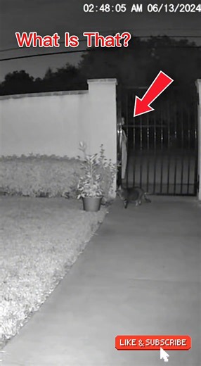 Cat Saw Something at the Gate | (CCTV Footage)