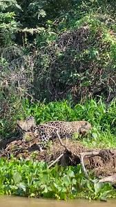 16 reactions | A curious jaguar cub closely watches mom's hunting techniques along the Cuiabá River in Brazil's epic Pantanal region, the best place on the planet to see these elusive predators. Our safari adventure takes you on foot, by river, and by 4WD through the Pantanal's most incredible wildlife-viewing regions. : WT Trip Leader Sergio Freitas See the trip: www.wildernesstravel.com/trip/brazil-pantanal-jaguar-wildlife-tour/ | Wilderness Travel | Facebook