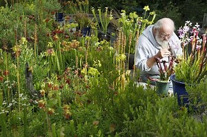 Predator plants: Meet the carnivores in the garden