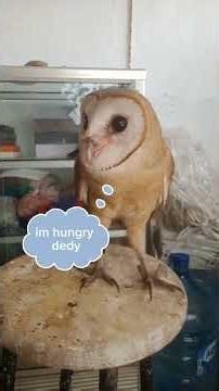 training owl 😘 #owl