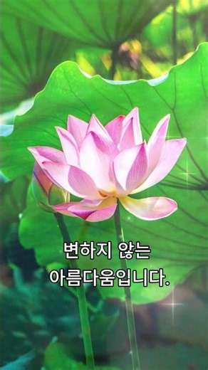 오늘 당신의 꽃, 연꽃🌸꽃말 '청정한 마음'