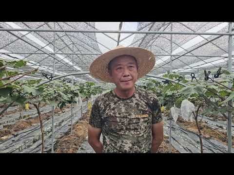 황금알농법 포도 명장 손경식 다수확 비료량 엽면시비 설탕 추비 요소 적심재배 탄저병 흰가루병
