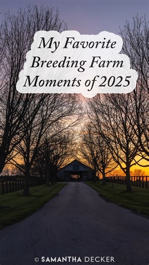 My favorite breeding (nursery) farm visits of 2025, including Mahoney Eden Manor, LLC, Ironhorse Stallions, Thirty Year Farm, and Irish Hill Century Farm in NY and Denali Stud, Stonestreet Farms, Taylor Made Farm, Magdalena Farm, and Godolphin's Gainsborough Farm in KY. | Samantha in Saratoga