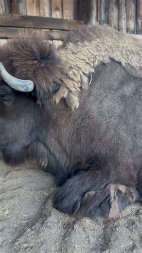 Stan the man is a big boy #movie #tv #buffalo