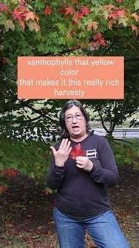 What’s the difference between sugar and red #maple trees? #nature #autumn