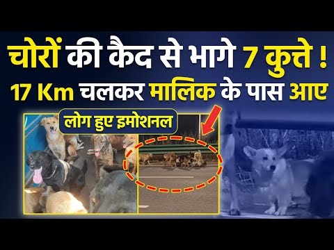 7 dogs escape captivity, walk 17 km to reach their owner, emotional story, public reaction