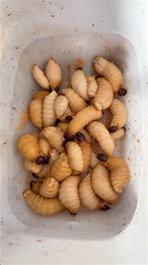 Bug eating ASMR 🐛🐞💕