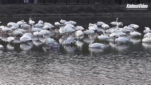 From late November to March, swans from Mongolia and Siberia fly south to spend the winter in the wetlands along the Yellow River in central China. Join Xinhua's Xu Zhengyuan on a bird-watching trip to Sanmenxia City, Henan Province, and discover how years of ecological protection have transformed the area into a paradise for birds and an emerging hotspot for tourism. (recorded) #ChinaTravel | China Xinhua News