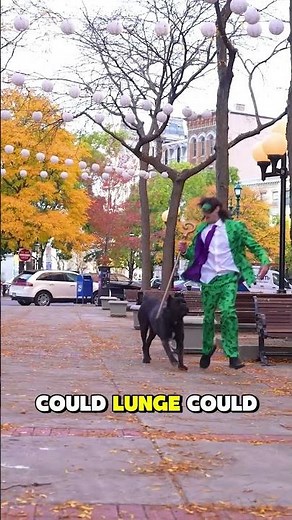 The Overlooked Reason Your Cane Corso Reacts to Strangers #dogtraining #canecorso #behavior