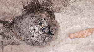 Closeup footage of a green sea turtle hatchling leaving the nest on a sandy shore in daytime