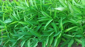 Top view of fresh kale vegetable in the garden. Movement of kale leaves affected by gusts of wind. Green Swamp cabbage. Fresh water spinach (ipomoea aquatica).