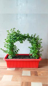 820K views · 8.3K reactions | This jade plant topiary is a work in progress, but it's coming along nicely! I'm so excited to see how it turns out in a few more months. | Flower lovers | Facebook