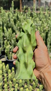 Totem Pole Cactus (pachycereus Forma Mieckleyanus) “cuttings” "easy to Root" "live Cactus" - Etsy