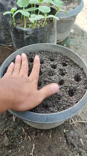 20K views · 105 reactions | Menyemai biji cabe di pot #reels #fb #gardenideas | Gardening Ideas Tv | Facebook
