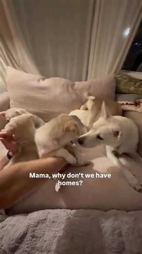 ADOPT US 🐾✨ Meet the Survivors Husky Mix Dream Team! ✨🐾 Five fluffy bundles of joy are ready to steal hearts! These 8-week-old husky mix puppies are playful, cuddly, and already showing off their friendly personalities. They love people, adore other dogs, and are eager to grow up in loving homes of their own. 🌟 Details: • Age: 8 weeks • Breed: Husky mixes • Temperament: Dog-friendly & people-friendly • Adoption through: Good Tails Rescue | Alexandra Hernandez