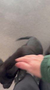 3.1K views · 90 reactions | Lab collie puppies available for adoption | Limerick Animal Welfare | Facebook