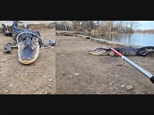 Alligators In New York City Sewers ... How About Brooklyn's Prospect Park?