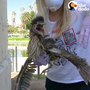 These Baby Herons Fell From Their Nest