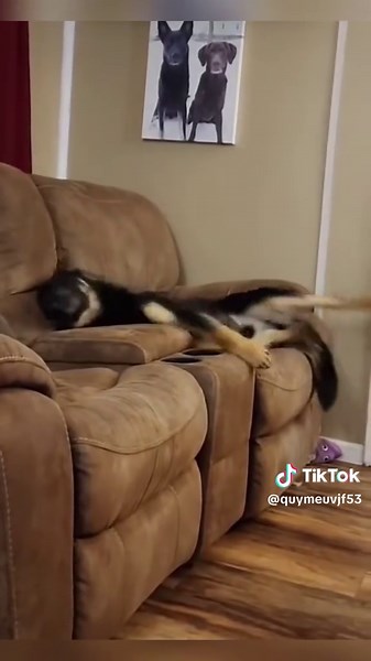 Hilarious Animal Moments That Will Make You Laugh