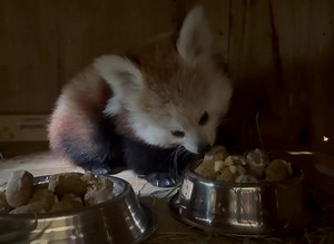 185K views · 21K reactions | The red panda cubs meet another milestone with the introduction of solid food! They are still nursing twice a day, but will wean off of mom’s milk entirely over the next few weeks. | Potter Park Zoo | Facebook