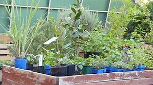 Tea Thyme - Gardening Australia