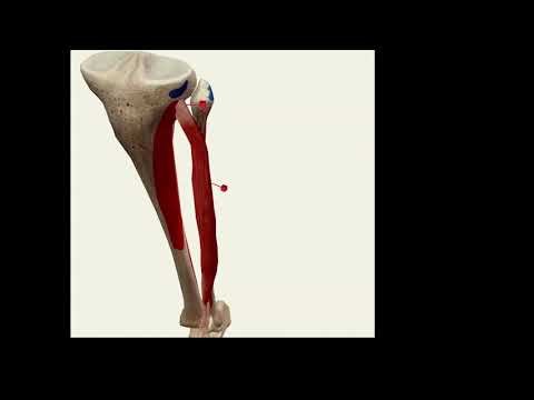 Extensor Digitorum Longus | Anatomy Review And Practice w/ TutorMack