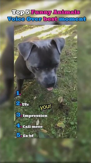 Top 5 funny animals voice over funny moments