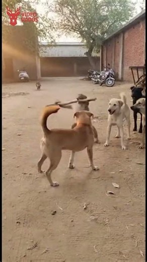 Brave Monkey Uses Stick Skills Against Dogs Street in India